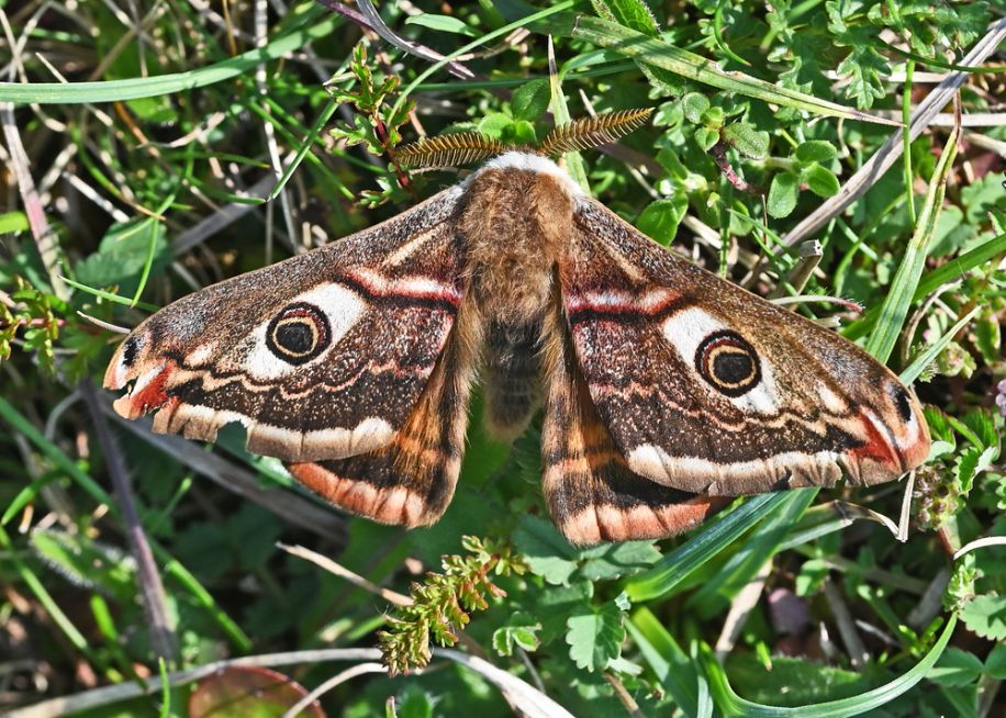 Emperor Moth Therfield Heath 27 May