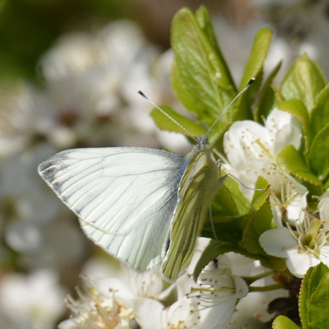Green-veined White Chiswell Green 22 Apr