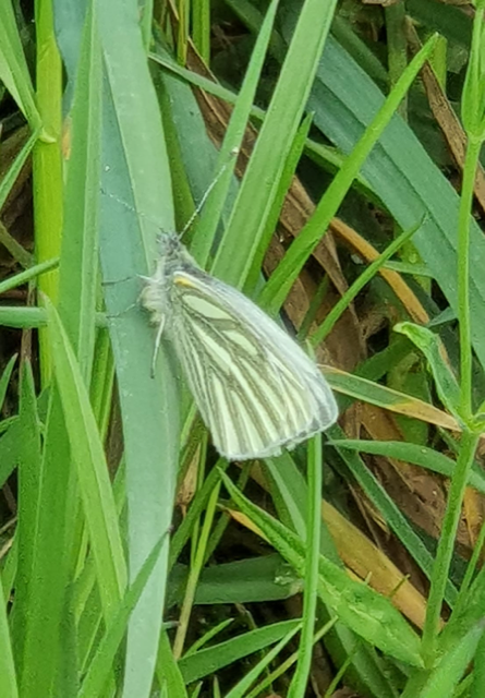 Green-veined White St Albans 9 May