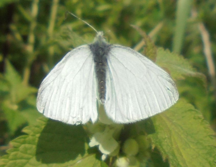 Green-veined White Walsworth Common 2 May