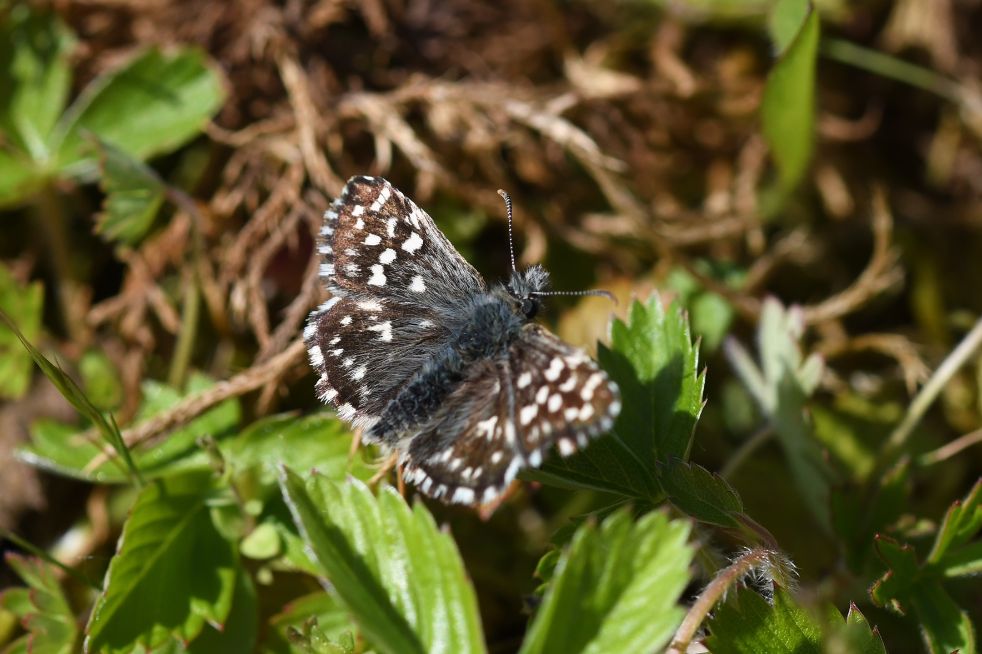 Grizzled Skipper Waterford Heath 19 May