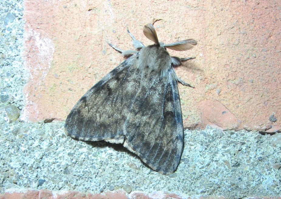 Gypsy Moth Tring 17 Aug