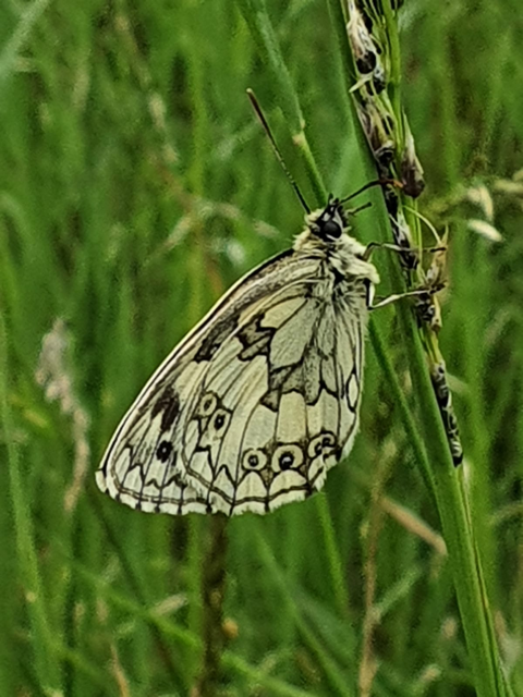 Marbled White Heartwood Forest 26 Jun