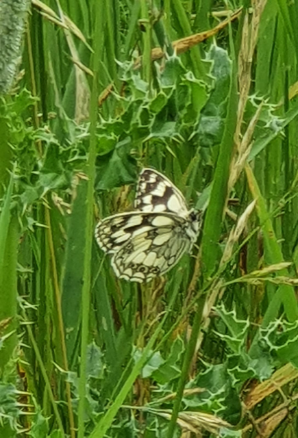 Marbled White Heartwood Forest 26 Jun
