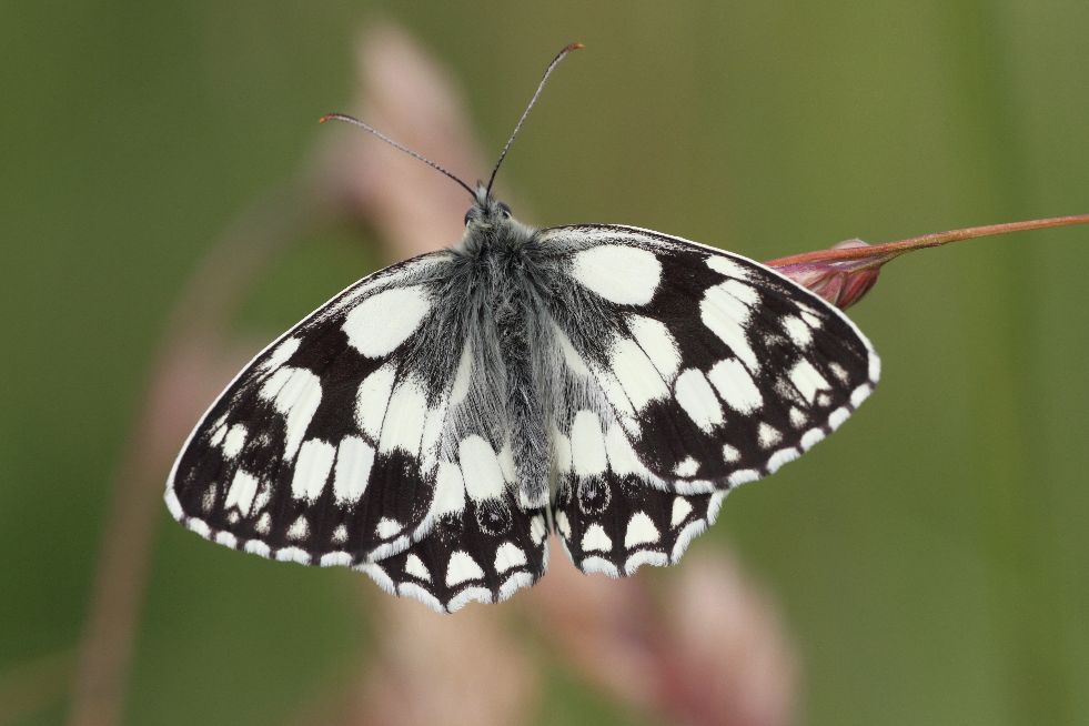 Marbled White Coppetts Wood 2 Jul