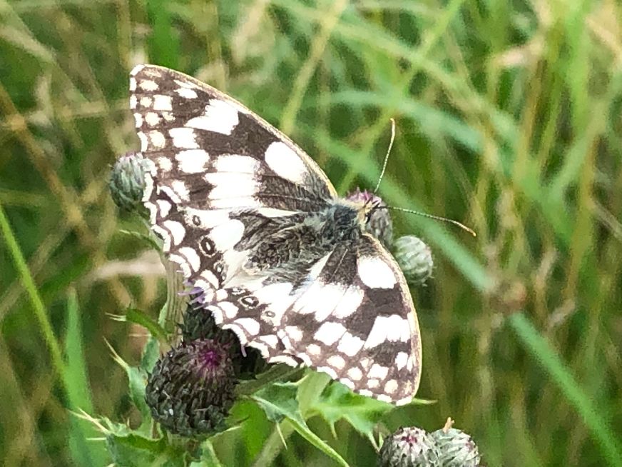 Marbled White Heartwood Forest 15 Jul