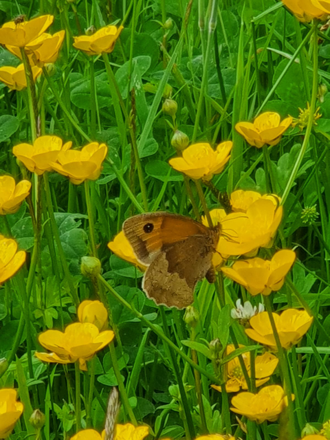 Meadow Brown Heartwood Forest 26 Jun