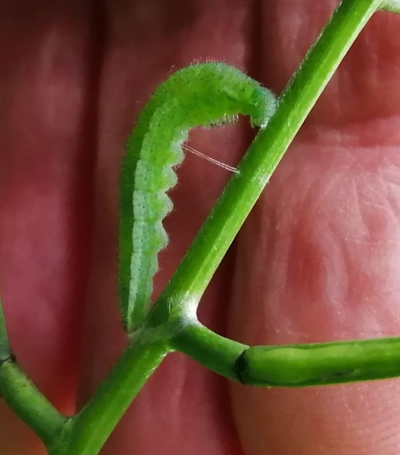 Orange-tip larva pupating Commons 25 Jun