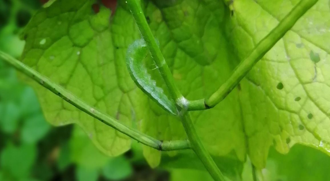 Orange-tip larva pupating Commons 25 Jun