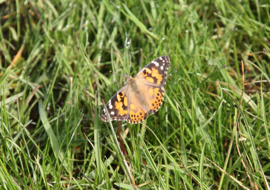 Painted Lady Broxbourne 28 May