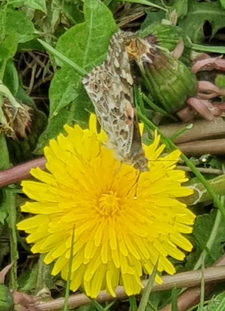 Painted Lady Heartwood Forest 9 May