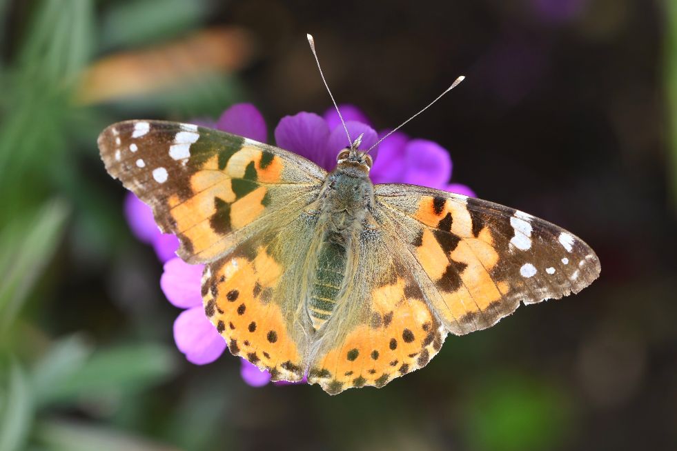Painted Lady Muswell Hill 17 May