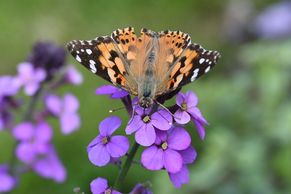 Painted Lady Muswell Hill 23 Jun