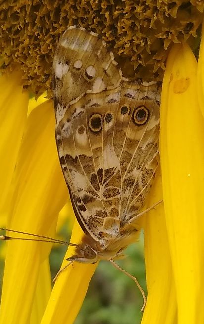 Painted Lady Queensbury 13 Aug