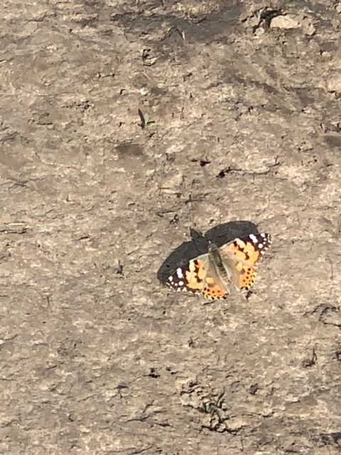 Painted Lady St Albans 11 May