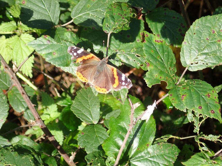 Red Admiral Ayot St Lawrence 1 Nov