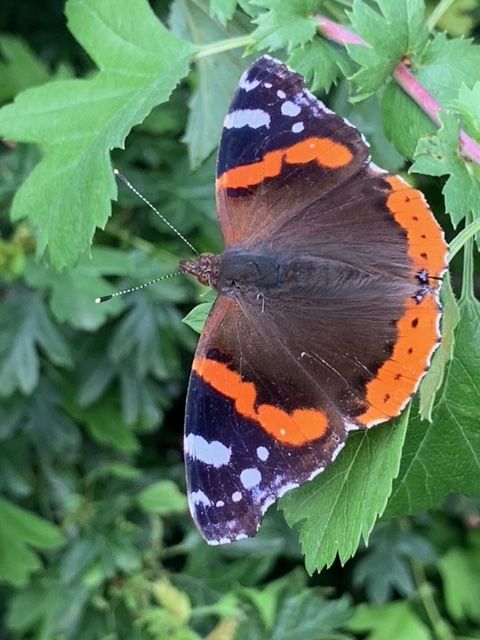 Red Admiral Heartwood Forest 25 Jun