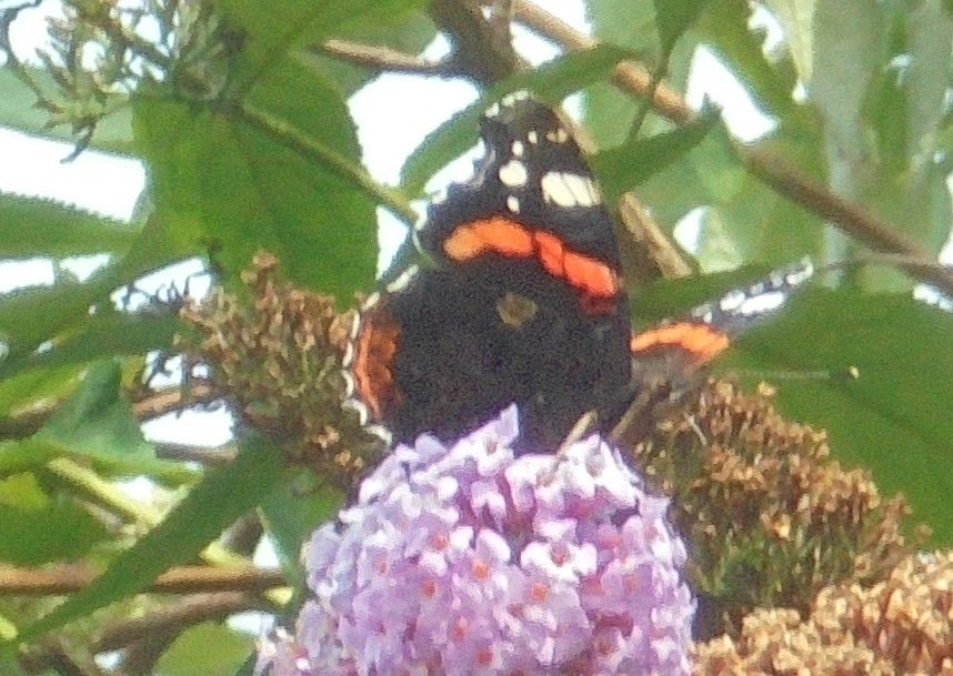 Red Admiral Hitchin 3 Sep