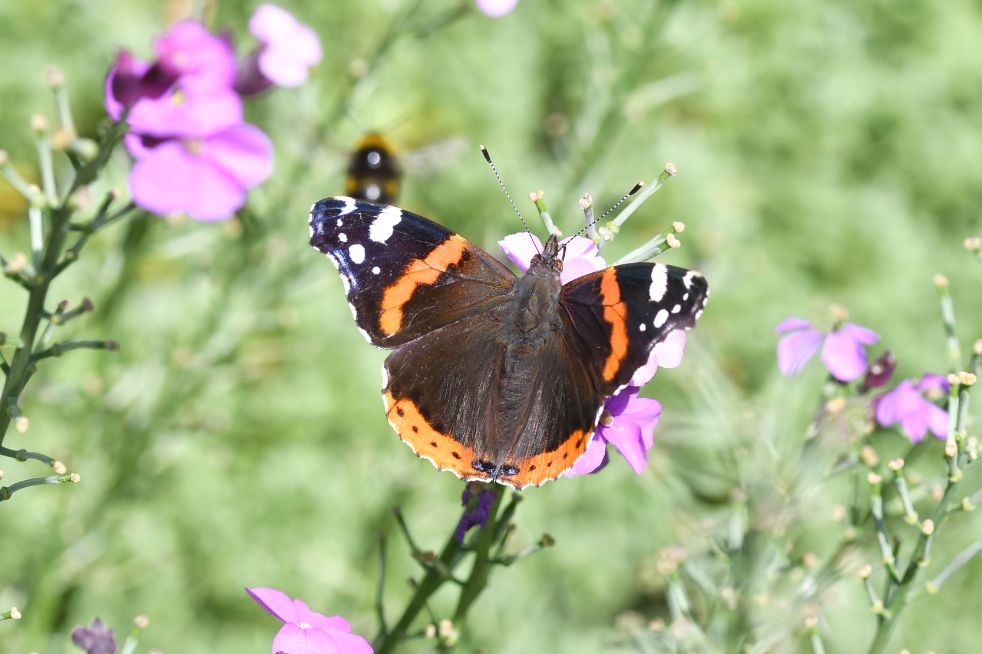 Red Admiral Muswell Hill 23 Jun