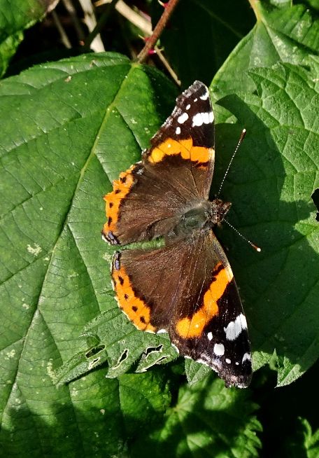 Red Admiral Stanwell Moor 1 Dec