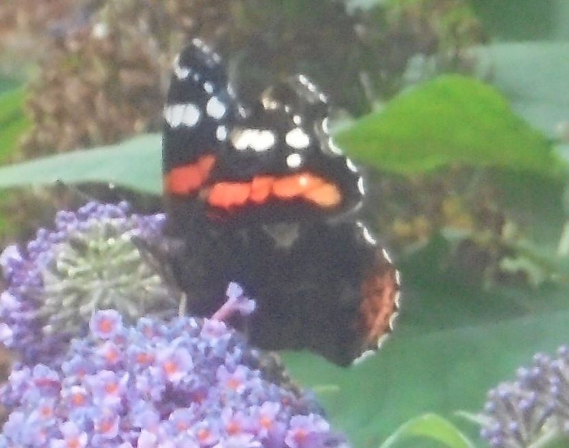 Red Admiral Walsworth Common 19 Aug