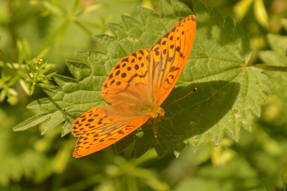Silver-washed Fritillary Whippendell Woods 4 Jul