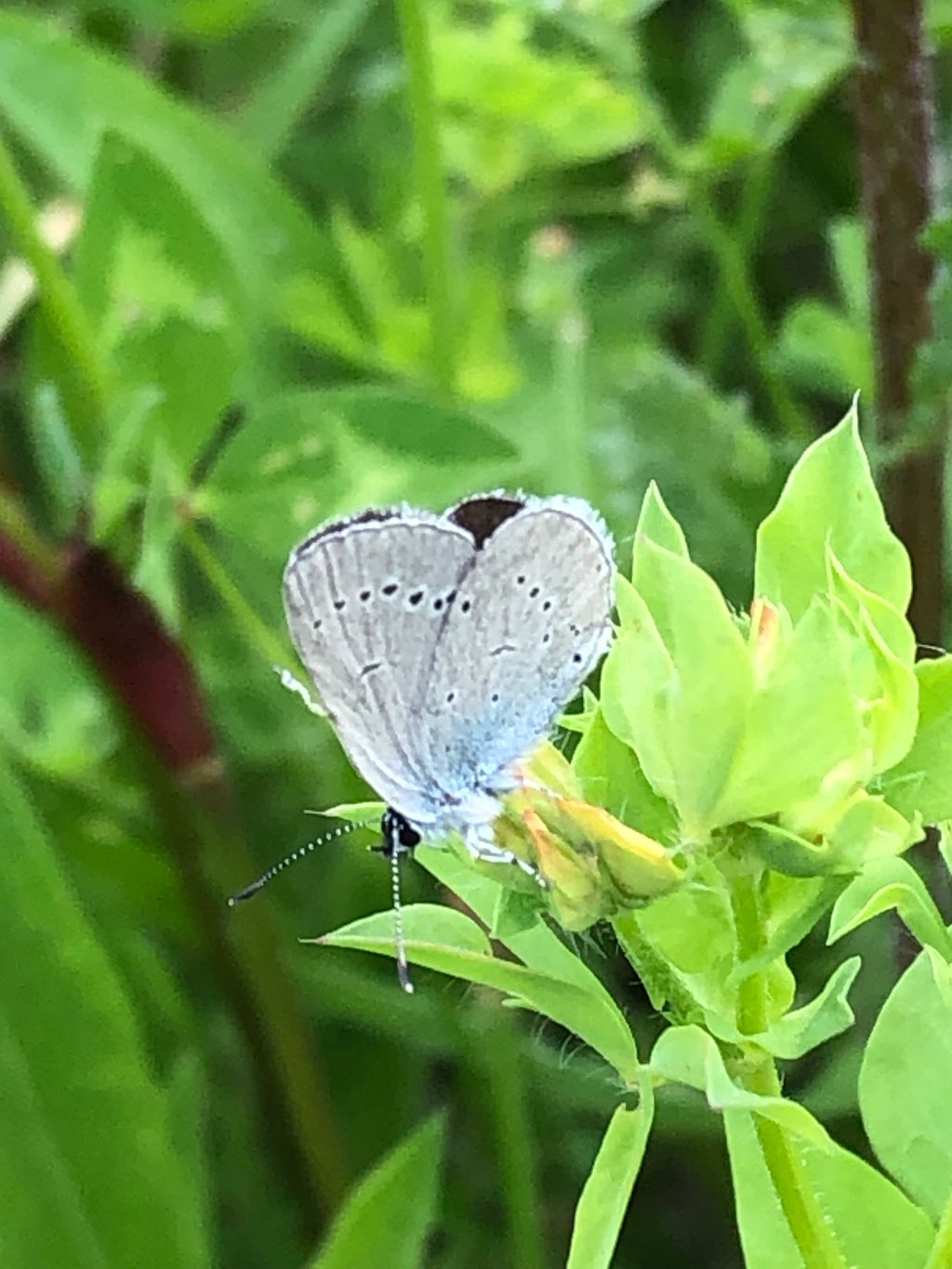 Small Blue Heartwood Forest 12 Jun