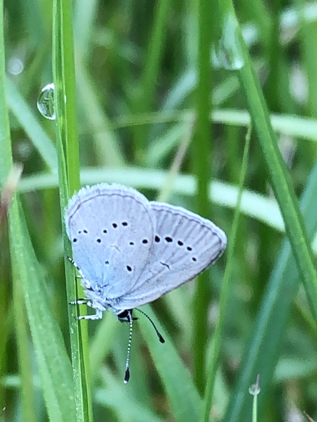 Small Blue Chiswell Green 30 May