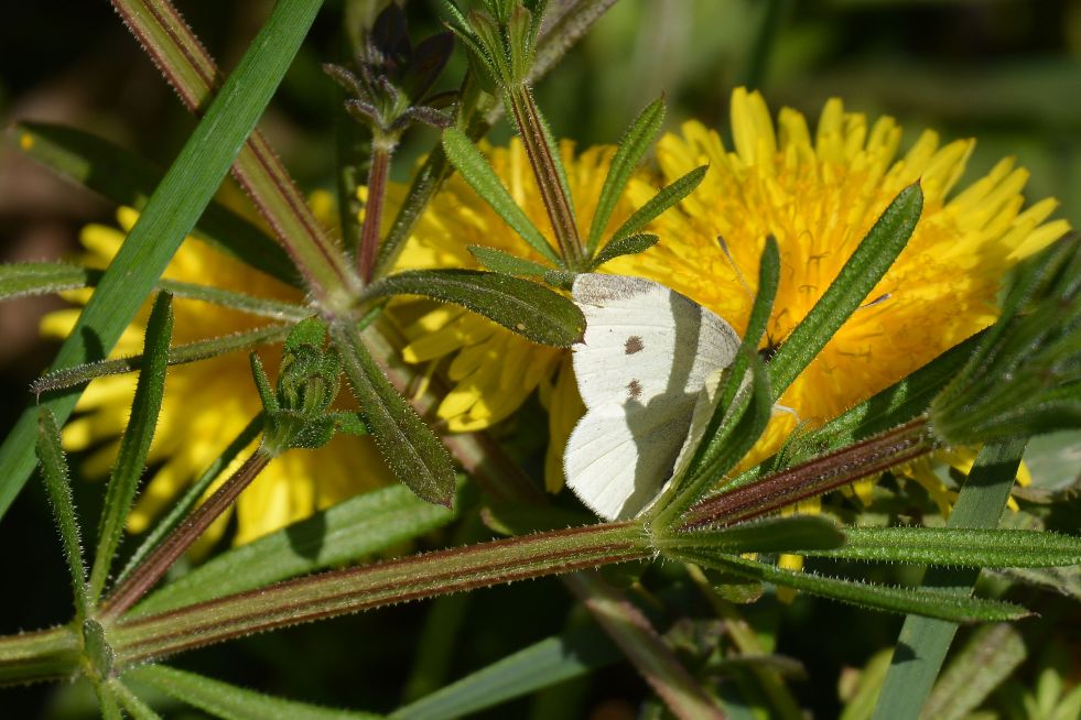 Small White Abbots Langley 22 Apr