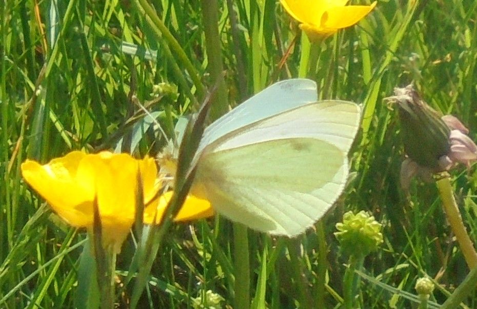 Small White Purwell Meadows 31 May