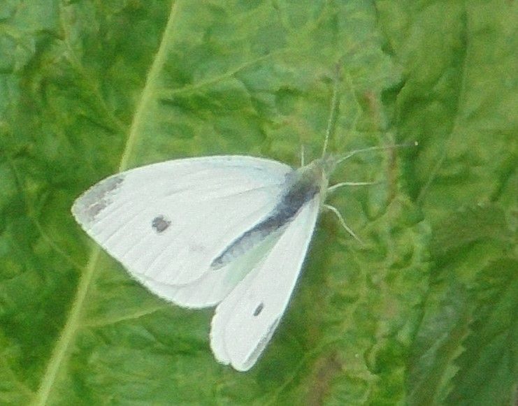 Small White Walsworth Common 19 Aug