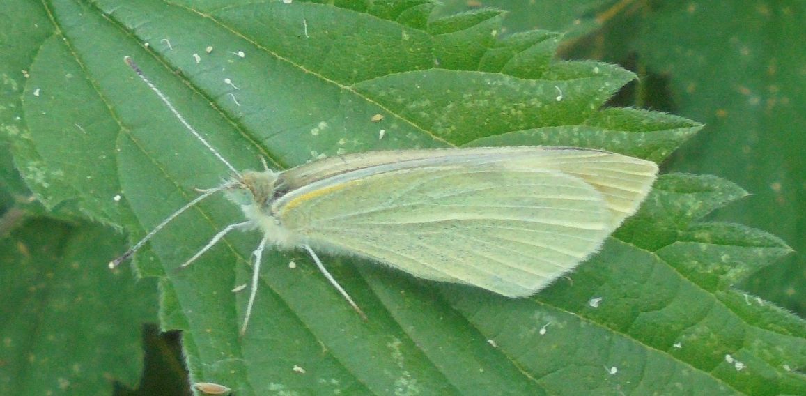 Small White Walsworth Common 4 Jul