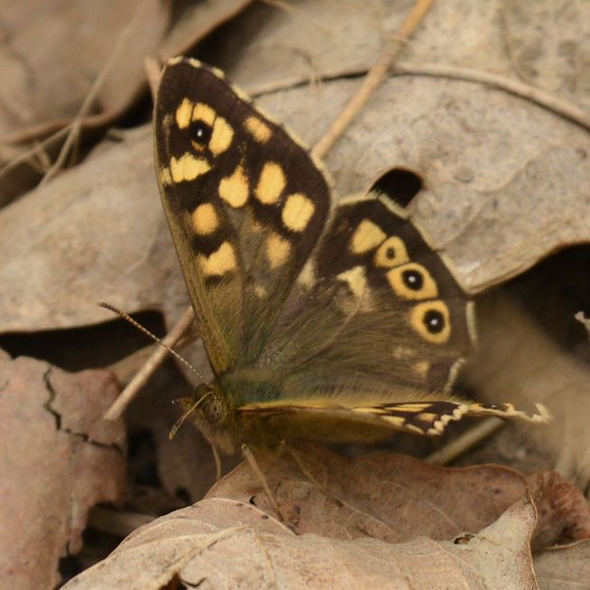 Speckled Wood Bricket Wood Common 27 Apr