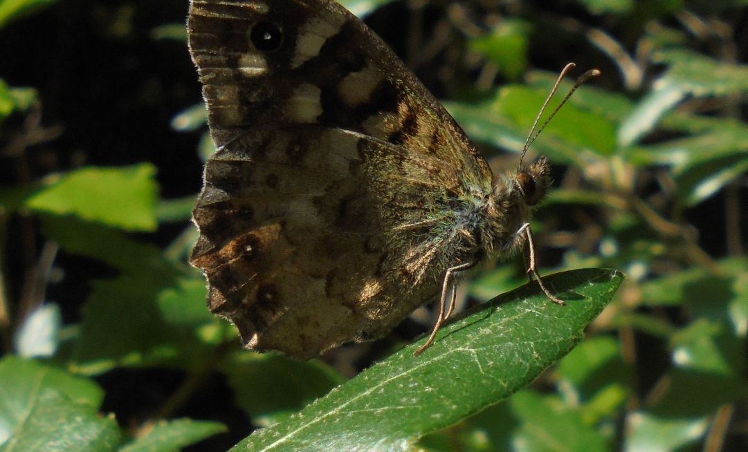 Speckled Wood Hitchin 7 Sep