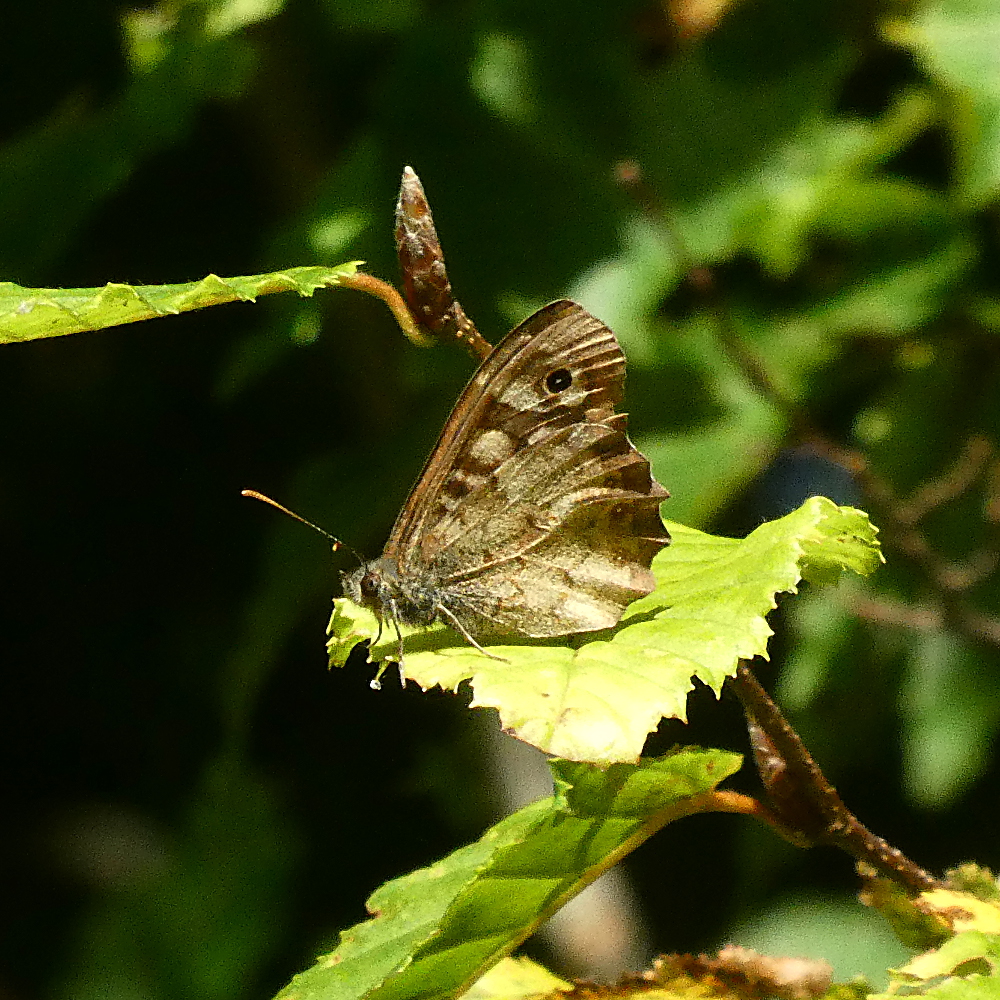 Speckled Wood Watery Grove 15 Oct