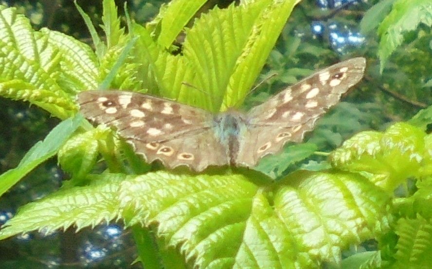 Speckled Wood Purwell 2 Jul