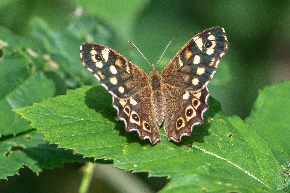 Speckled Wood Stafford Road Open Space 25 Aug