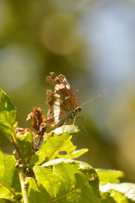 White Admiral Whippendell Woods 15 Aug