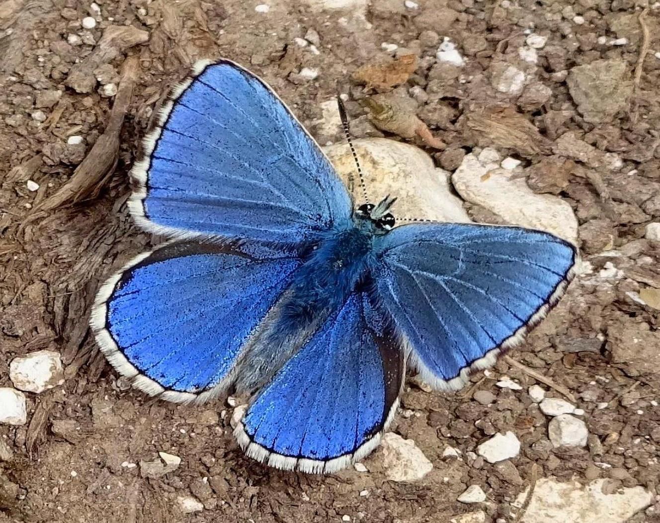 Adonis Blue Therfield Heath 21 May