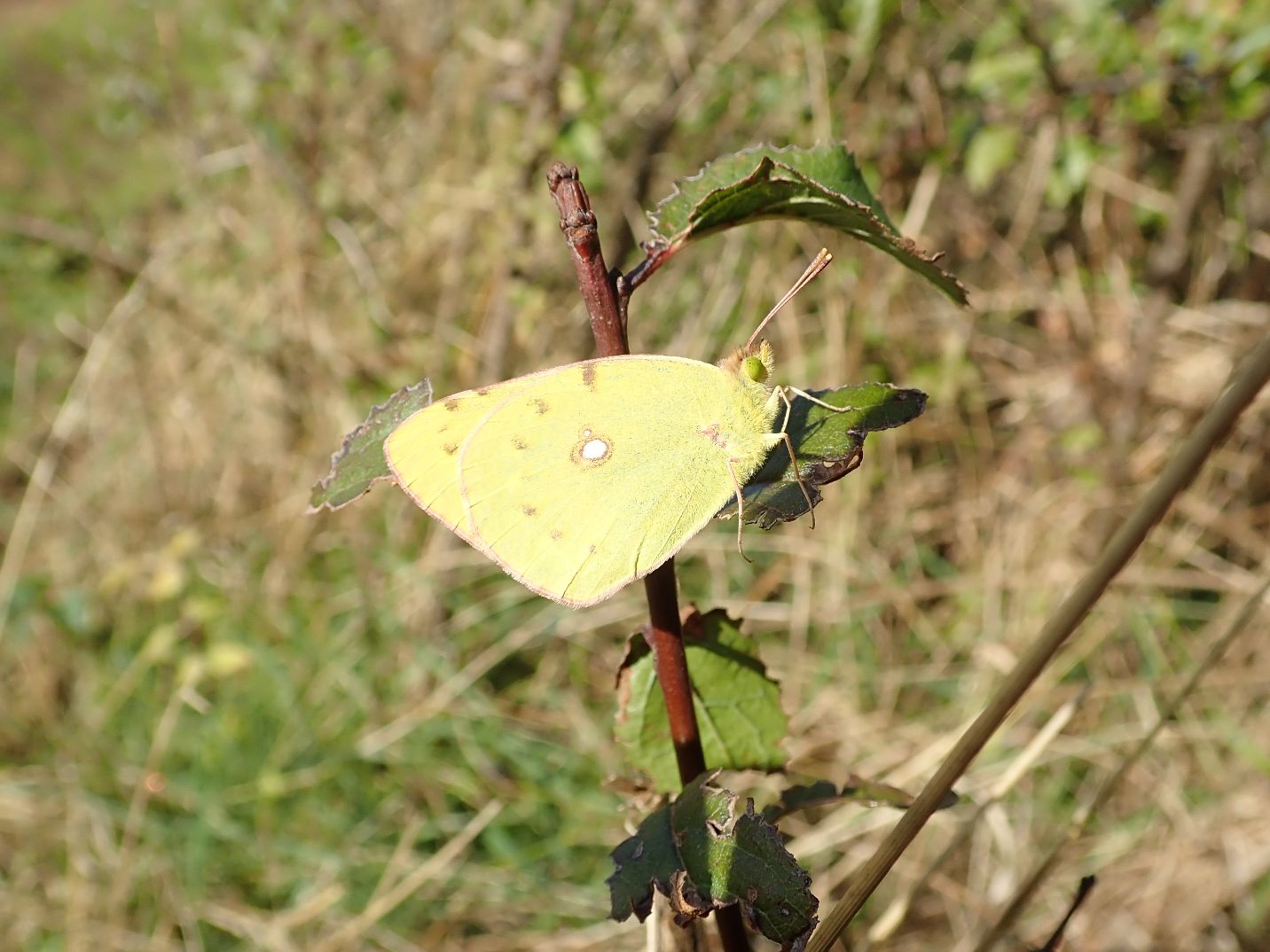 Clouded Yellow Charlton 1 Oct