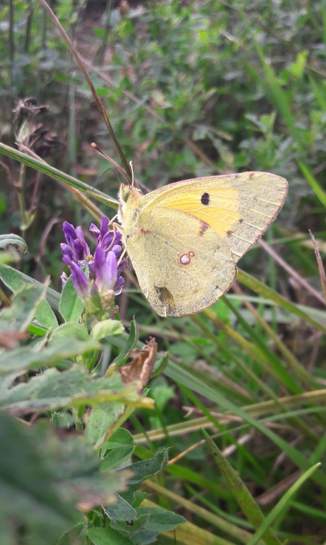 Clouded Yellow Hitchin 12 Sep
