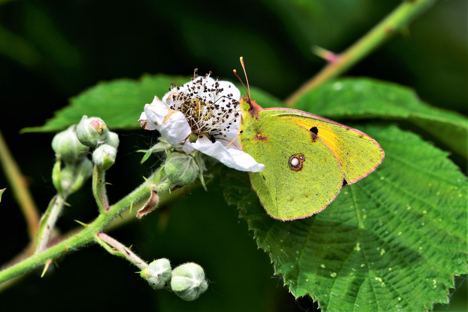 Clouded Yellow Staines Moor 23 May