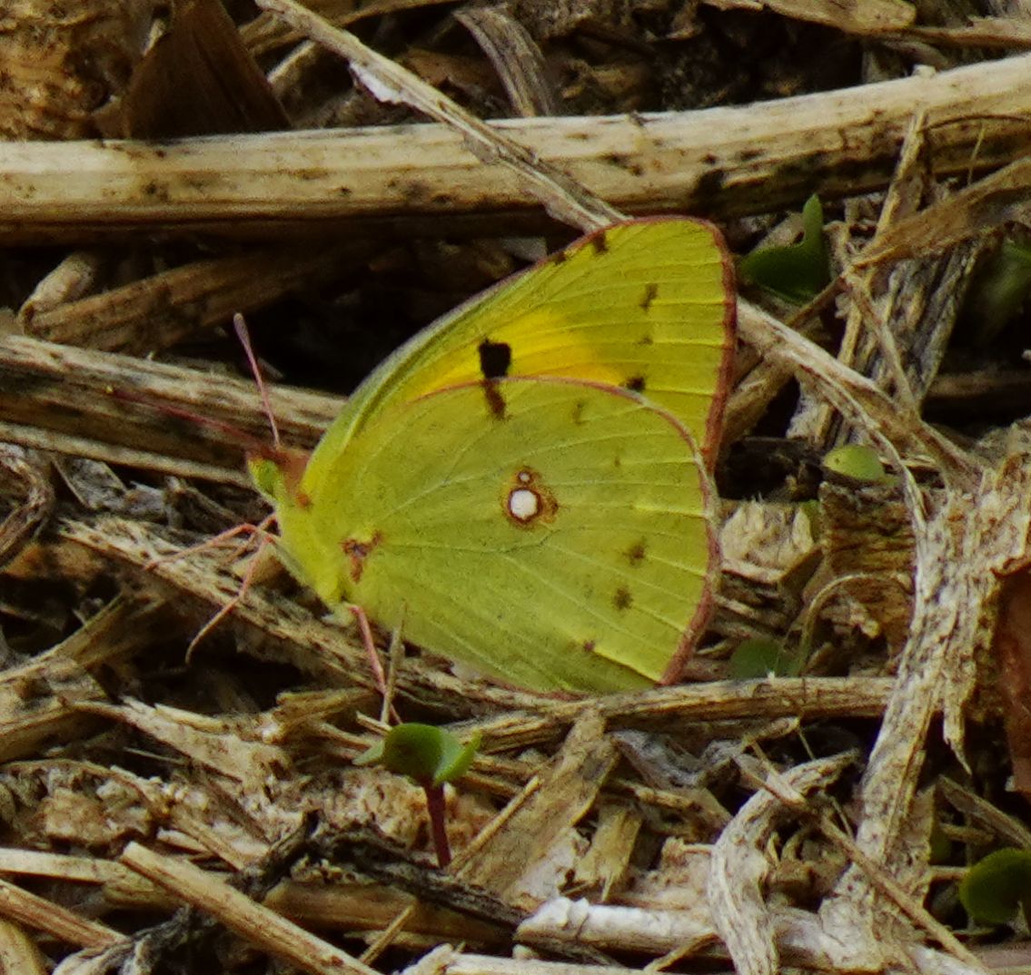 Clouded Yellow Tattle Hill 21 Aug