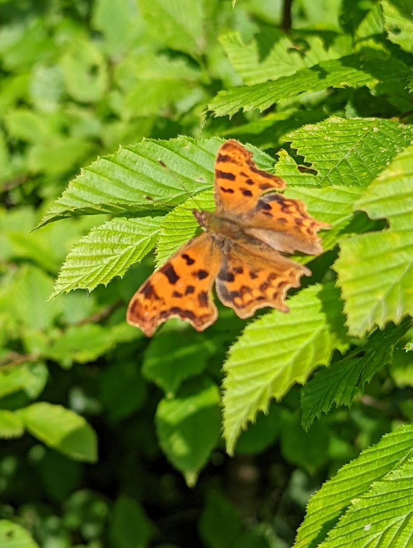Comma Heartwood Forest 20 Jun