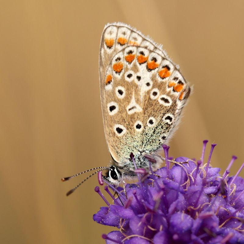 Common Blue Therfield Heath 22 Sep