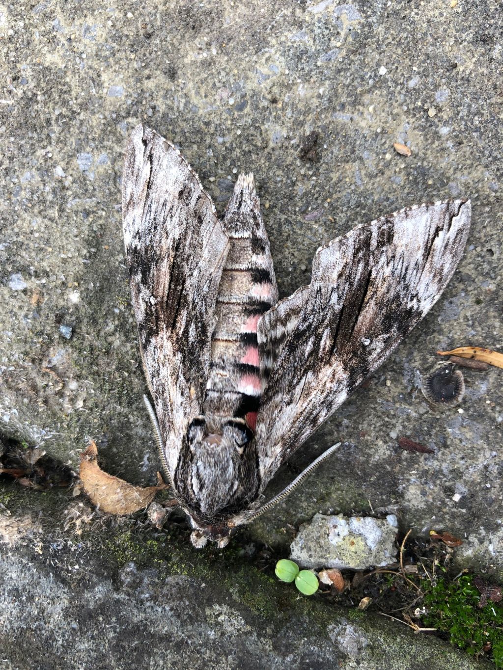 Convolvulus Hawk-moth 6 Sep