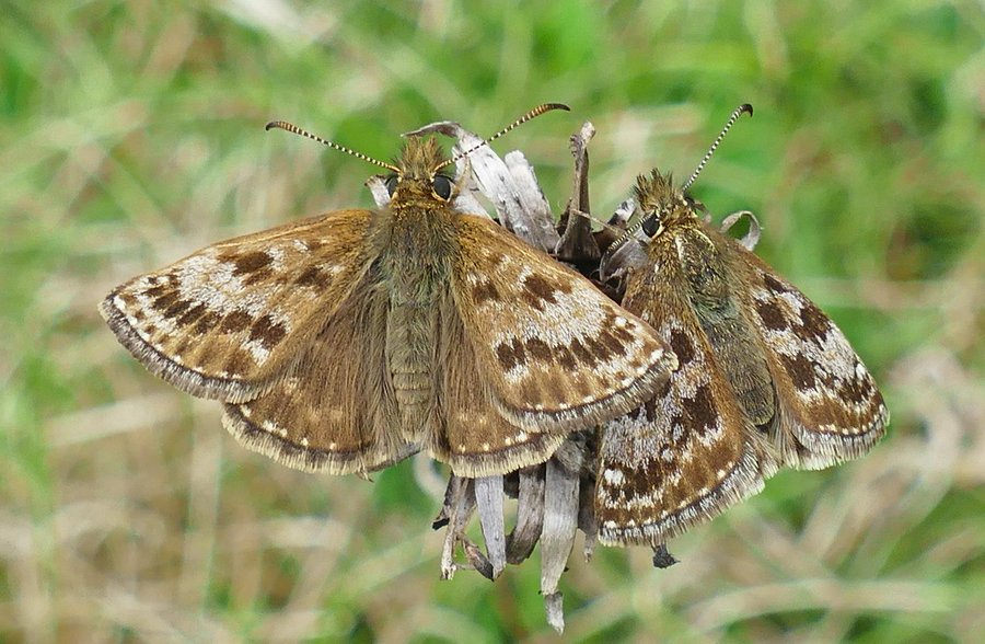Dingy Skippers Hexton 3 May
