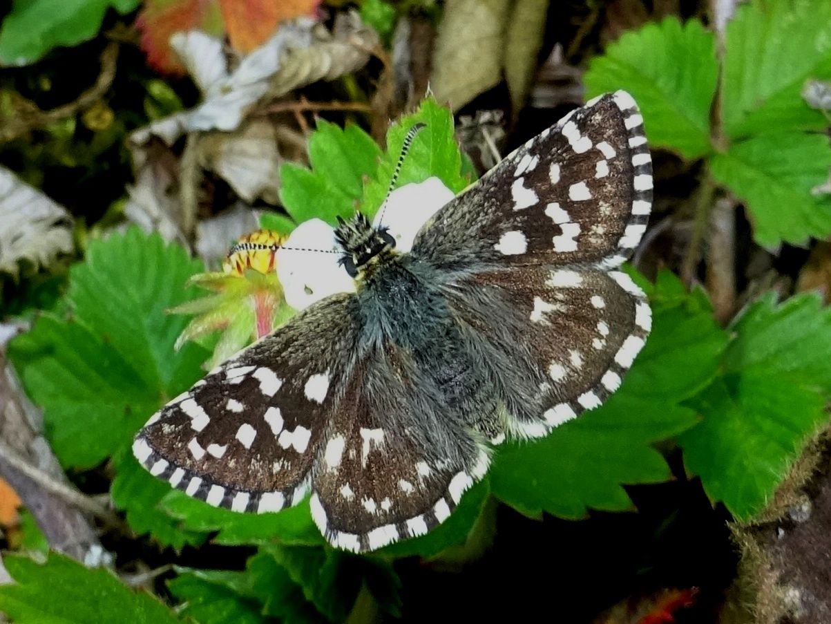 Grizzled Skipper Waterford Heath 22 May