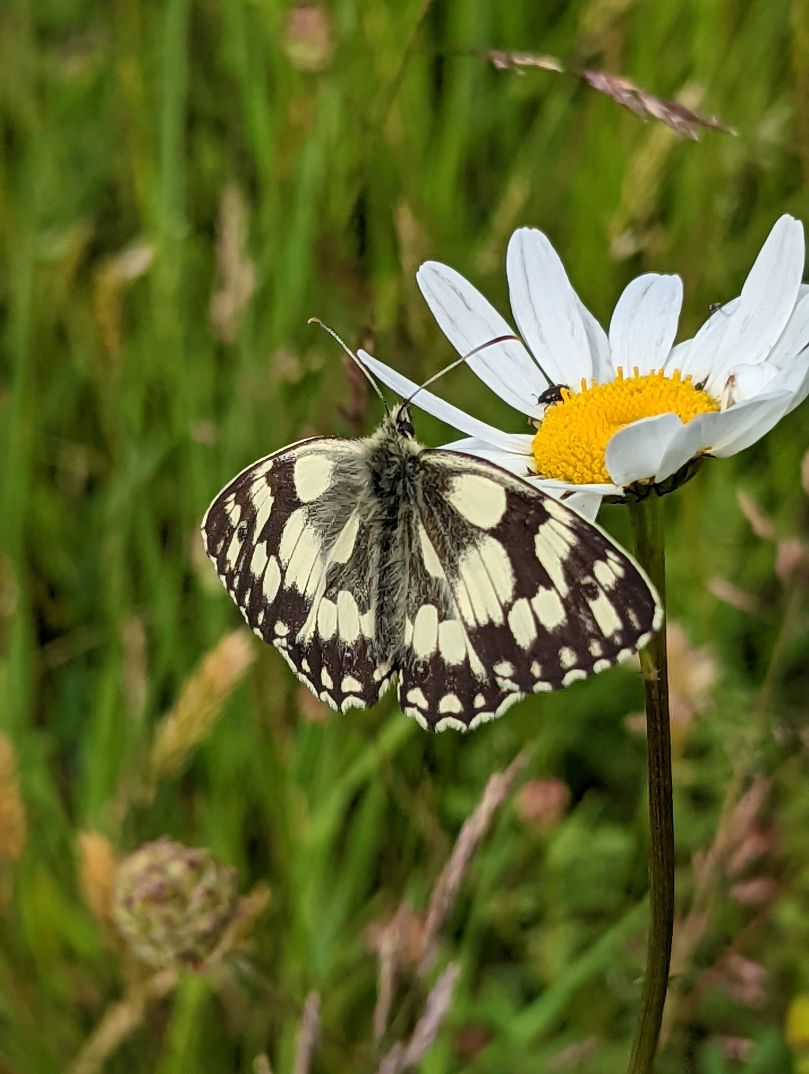 Marbled White Heartwood Forest 12 Jun