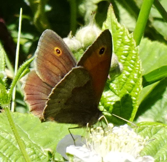 Meadow Brown Ware Park 27 May